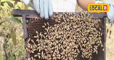 14 किसानों को बी हाइव पेटी मिली है.