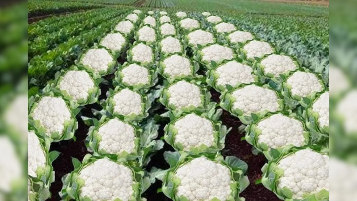 इस सब्जी की खेती ने बदल दी किसान की किस्मत,पांच बीघा में खेती से करते हैं लाखों की कमाई