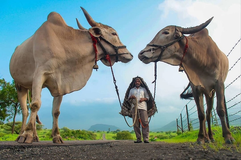 पीएम किसान, बजट 2026, पीएम किसान योजना, पीएम किसान योजना, पीएम किसान सम्मान निधि, किसान, किसान, किसान सम्मान निधि, किसान योजना, किसान योजना, अन्नदाता