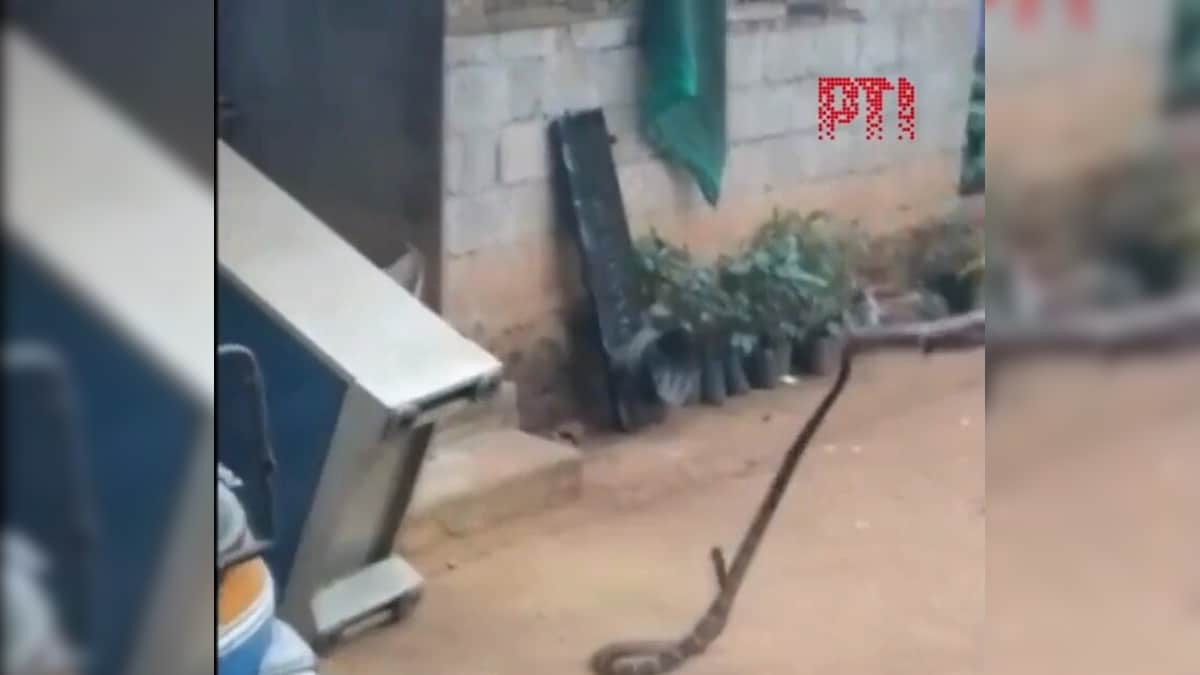 कोट्टायम में अलमारी के नीचे से निकला फन फैलाए किंग कोबरा, रेस्क्यू टीम के भी छूटे पसीने,वीडियो वायरल