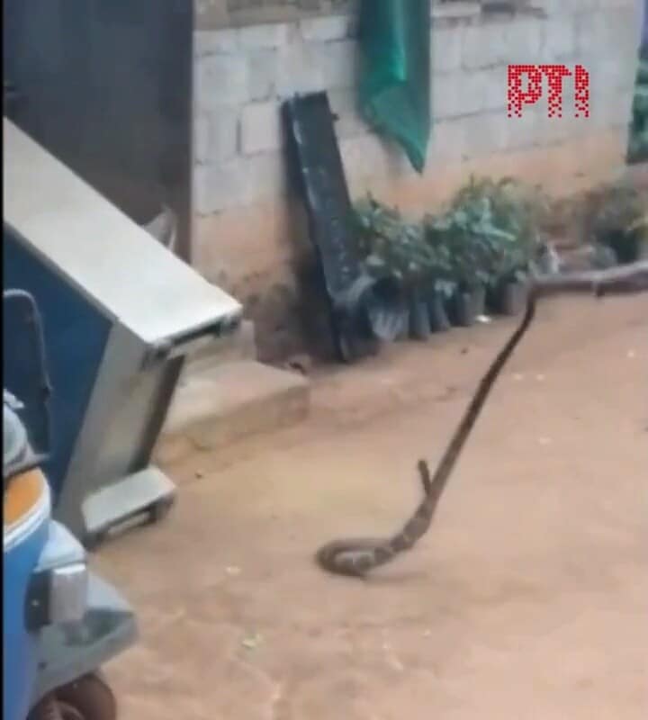 कोट्टायम में अलमारी के नीचे से निकला फन फैलाए किंग कोबरा रेस्क्यू टीम के भी छूटे पसीनेवीडियो वायरल