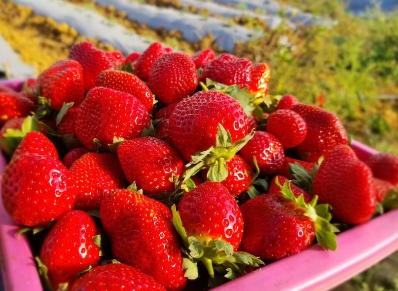   বছরের পর বছর ধরে, এই অঞ্চল থেকে ফিরে আসা যাত্রীরা তাজা স্ট্রবেরির বাক্স এবং ঘরে তৈরি জ্যামের বয়াম বহন করত, বুটিক ক্যাফে এবং ডেজার্টের দোকানগুলির অস্তিত্বের অনেক আগে। পরিদর্শন বৃদ্ধির সাথে সাথে স্ট্রবেরি স্টলগুলি একটি পরিচিত দৃশ্যে পরিণত হয়েছে, এবং আজ, শহরটি তার প্রাণবন্ত লাল ফসল এবং শীতল, মনোরম জলবায়ু যা এটিকে লালন-পালন করে তার জন্য পালিত হয়৷