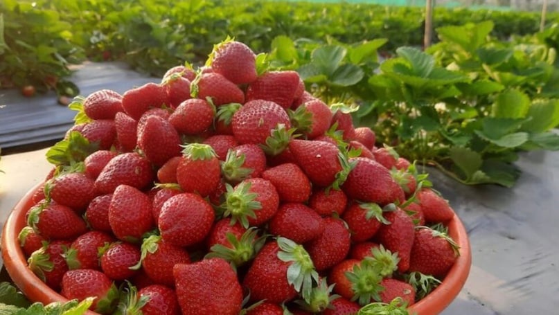   স্ট্রবেরির সঙ্গে মহাবালেশ্বরের বন্ধন স্বাভাবিকভাবেই বেড়েছে। এর মৃদু জলবায়ু, তাজা বাতাস এবং উর্বর লাল মাটি চাষের জন্য উপযুক্ত পরিস্থিতি তৈরি করে। কৃষকরা কয়েক দশক আগে ফল চাষ শুরু করে, চাহিদা বাড়ার সাথে সাথে ধীরে ধীরে প্রসারিত হয়।