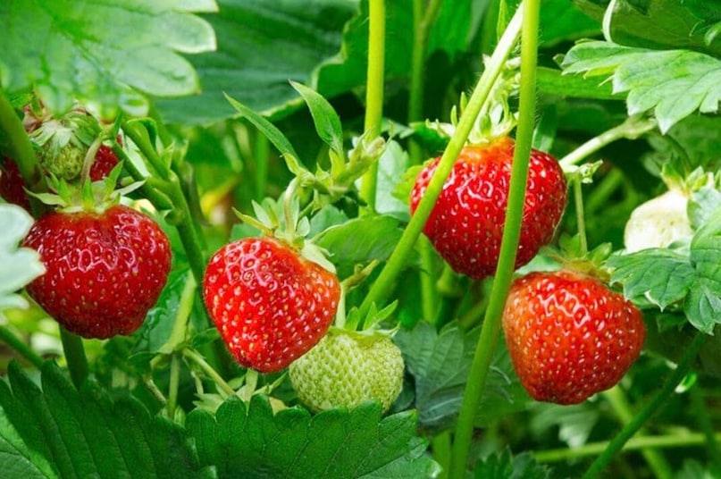   মহাবালেশ্বরের মনোরম সারা বছরব্যাপী আবহাওয়া স্ট্রবেরিকে তাদের গন্ধ এবং টেক্সচার অক্ষুণ্ণ রাখে। এই অঞ্চলের সমৃদ্ধ দুগ্ধ খামারগুলি তাজা দুধ এবং ক্রিম সরবরাহ করে, স্থানীয়দের পক্ষে সুস্বাদু স্ট্রবেরি-ভিত্তিক খাবার তৈরি করা সহজ করে, ফলের চারপাশে একটি সমৃদ্ধ রন্ধনসম্পর্কিত সংস্কৃতি তৈরি করে।