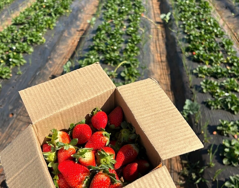   মহাবালেশ্বর একটি বছরব্যাপী গন্তব্য, যদিও প্রধান স্ট্রবেরির মরসুম ডিসেম্বর থেকে মার্চ পর্যন্ত চলে, যখন খাস্তা শীতের বাতাস তাজা ফসলের সাথে মিলে যায়। বর্ষা পাহাড়গুলিকে সবুজে রূপান্তরিত করে, যখন গ্রীষ্ম সমতলভূমি থেকে একটি শীতল পালানোর প্রস্তাব দেয়, যে কোনও ঋতুতে এটিকে একটি আদর্শ যাত্রাপথে পরিণত করে।