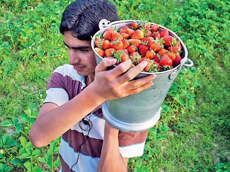   মহারাষ্ট্র এবং তার বাইরের দর্শকদের জন্য, তাজা স্ট্রবেরি কেনা একটি প্রিয় ঐতিহ্য হয়ে উঠেছে। সময়ের সাথে সাথে, এই বেরিগুলি তাদের মিষ্টতা এবং গুণমানের জন্য খ্যাতি অর্জন করেছে, শেষ পর্যন্ত একটি জিআই ট্যাগ সুরক্ষিত করেছে এবং ভারতের স্ট্রবেরি রাজধানী হিসাবে এই অঞ্চলের মর্যাদা সিমেন্ট করেছে।