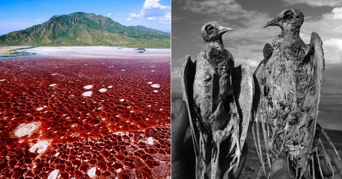 वो झील जिसमें जाते ही पत्थर बन जाता है जीव! खून की तरह लाल है पानी, रहस्यों से वैज्ञानिक भी हैरान