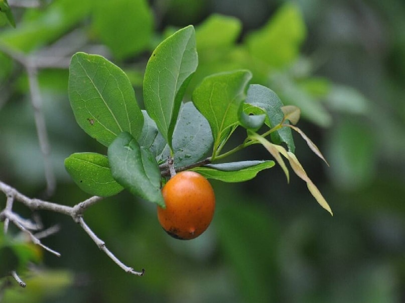 *আয়ুর্বেদে, তারা সঠিকভাবে বিশুদ্ধ করা হয়, তারা চমৎকার ওষুধ হিসাবে কাজ. তার মধ্যে একটি হল মুশির বীজ (Nux Vomica)। এগুলোকে সাধারণত 'বিশামুষ্টি' বলা হয়। চিকিৎসা বিশেষজ্ঞরা বলছেন, এগুলো অত্যন্ত বিষাক্ত হলেও সঠিকভাবে বিশুদ্ধ করা হলে এগুলো চমৎকার ওষুধে পরিণত হতে পারে।
