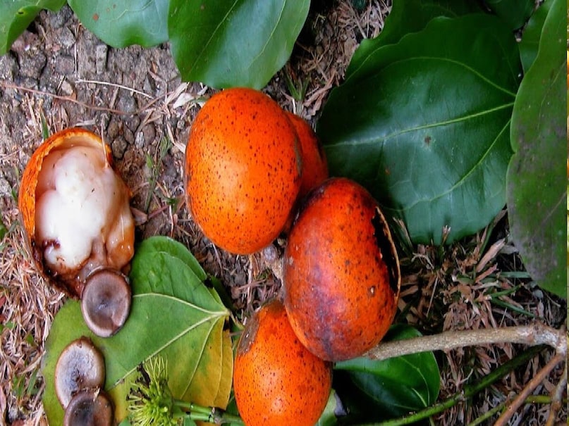 *মুশিনী বীজের বিশেষত্ব: মুশিনি গাছ আয়ুর্বেদে 'বিশামুষ্টি' নামেও পরিচিত। সাধারণত, এই বীজগুলি বিষাক্ত, তবে আয়ুর্বেদ অনুসারে, এগুলি গোমূত্র বা গো-ঘি দিয়ে বিশুদ্ধ করার পরে ওষুধ তৈরিতে ব্যবহৃত হয়। এতে উপস্থিত স্ট্রাইকাইন এবং ব্রুসিন নামক অ্যালকালয়েড স্নায়ুতন্ত্রকে প্রভাবিত করে।