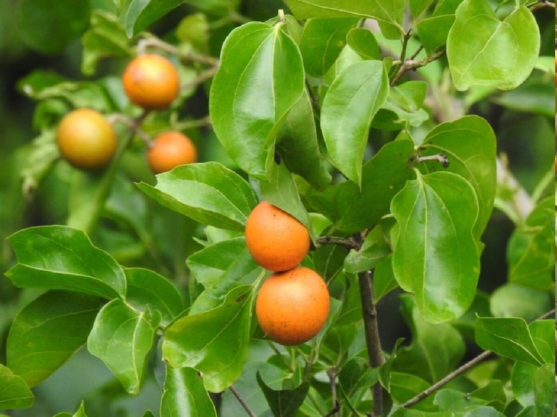 *ক্ষমতা: পুরুষদের পুরুষত্বহীনতা এবং অন্যান্য যৌন সমস্যা প্রতিরোধে আয়ুর্বেদিক ডাক্তাররা এগুলি লিখে দেন।