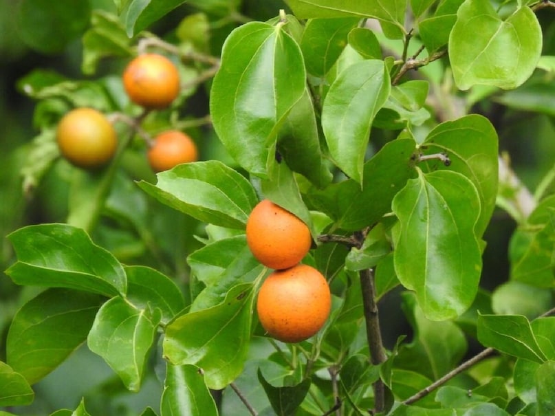 উপজাতীয়দের কাছ থেকে মুশিনির বীজ সংগ্রহ করছে। এটি প্রতি কেজি বীজের জন্য 100 টাকা পরিশোধ করছে। রাম্পাচোধাবরম বিভাগে, GCC এই বছর 45 লক্ষ টাকা মূল্যের 450 কুইন্টাল মুশিনির পিকজি সংগ্রহের লক্ষ্য নির্ধারণ করেছে। ইতিমধ্যে 300 কুইন্টাল কেনা হয়েছে। মৌসুম প্রায় শেষ হওয়ায় ক্রয় কেন্দ্রগুলোতে গুঁড়ো চালের আগমন কমে গেছে।