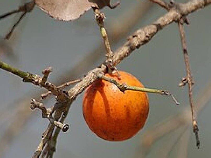 *অন্যদিকে, সেখানকার জিসিসি ডিভিশনাল ম্যানেজার দেব বড়জু বলেছেন যে চিন্টুর বিভাগে এখনও গোলাপী মরিচ কেনা হচ্ছে। তিনি বলেন, গুট্টিকোয়া সম্প্রদায়ের আদিবাসীরা নিচু বনাঞ্চল থেকে গরুর মাংস সংগ্রহ কেন্দ্রে নিয়ে আসছে। তিনি বলেন, এখন পর্যন্ত ৮০ কুইন্টাল পিক্কি কেনা হয়েছে।
