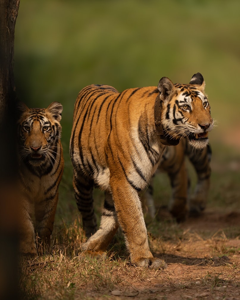 GK: Which State Is Called The Tiger State Of India? GK: Which State Is Called The Tiger State Of India?