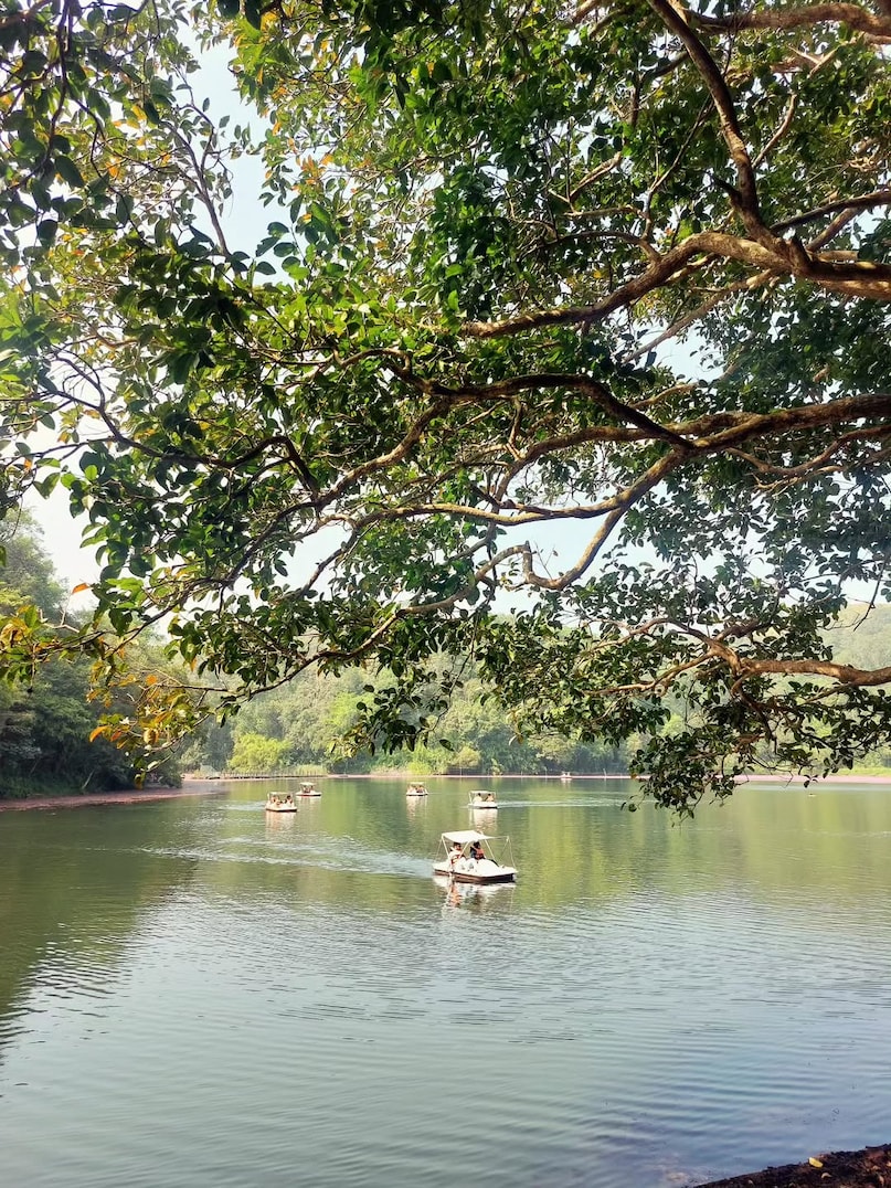 Wayanad: Across the border in Kerala, Wayanad is a paradise of raw nature. Visit the heart-shaped Pookode Lake, hike to the Chembra Peak for panoramic views, or hide away in a luxury treehouse nestled deep within the dense, aromatic rainforest canopy.