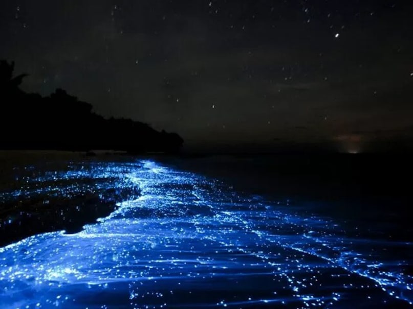India's Coastal Magic: Beaches That Glow In The Dark
