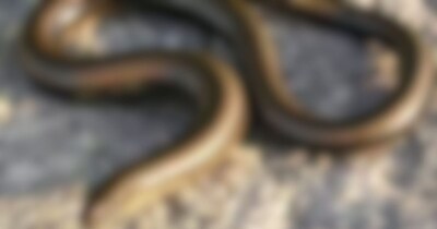 सांप जैसे दिखने वाले 'स्लो वर्म' क्या हैं? जानें इस अजीब जीव के बारे में सब कुछ.