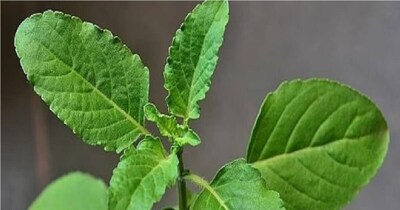 सूख रही है तुलसी? फरवरी के अंत में अपनाएं ये घरेलू उपाय, फिर से हो जाएगी हरी.
