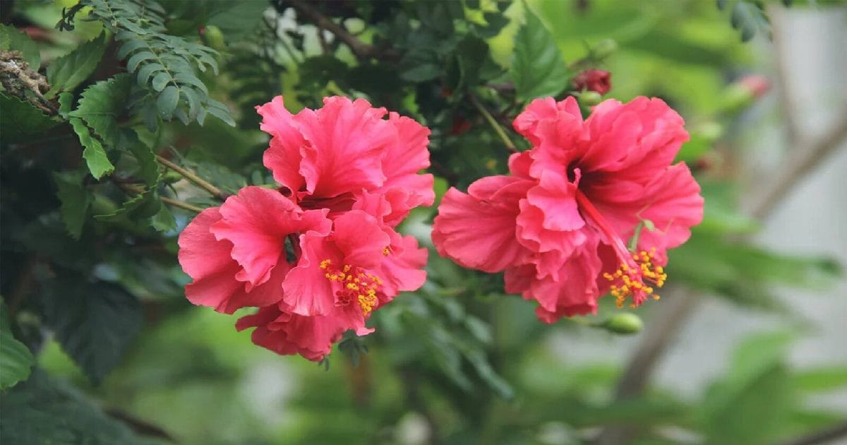 Hibiscus Plant Gardening Tips: बिना एक भी पैसा खर्च किए ऐसे लगाएं हिबिस्कस का पौधा, फूलों से भर जाएगा आंगन!