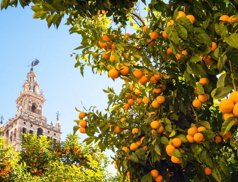  Seville, Spain: Experience the vibrant energy of Andalusia before the intense summer heat arrives. The scent of orange blossoms fills the air, and the city’s historic streets invite endless exploration. It is the perfect time to enjoy authentic tapas and architecture.