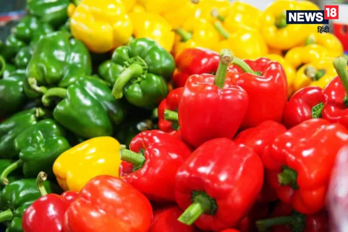लाल पीली और हरी शिमला मिर्च की करें खेती होगी बंपर कमाईकिसानों की बदल जाएगी तकदीर