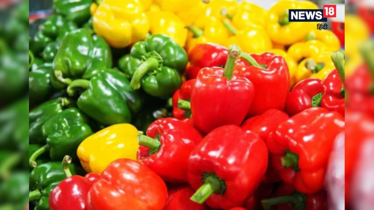 लाल, पीली और हरी शिमला मिर्च की करें खेती, होगी बंपर कमाई...किसानों की बदल जाएगी तकदीर