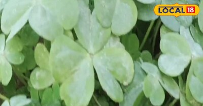 चौपतिया का पौधा