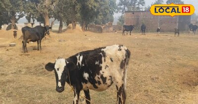 थनैला मुख्य रूप से जीवाणु के अटैक से होता है. अगर पशुपालक साफ-सफाई का ध्यान रखें और दूध निकालने के बाद पशु को खड़ा रखने की आदत डालें, तो यह बीमारी होगी ही नहीं. विनोद का मानना है कि इन छोटे लेकिन असरदार नुस्खों को अपनाकर किसान बिना भारी-भरकम डॉक्टर खर्च के अपने मवेशियों को सुरक्षित रख सकते हैं.