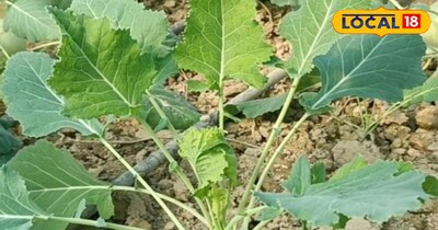 वैज्ञानिक बताते हैं कि गांठ गोभी दिल की सेहत के लिए भी बेहद उपयोगी है. इसमें मौजूद एंटीऑक्सीडेंट्स हृदय को स्वस्थ रखने में मदद करते हैं और कोलेस्ट्रॉल को नियंत्रित करने में सहायक होते हैं. 