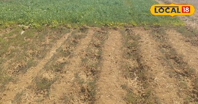 किसान ज्योति ने बताया कि जैसे आने वाले सीजन के लिए खीरा से लेकर भिंडी की तैयारी अभी से ही की जा रही है. खेत जोत दिया गया है. उन्होंने बताया कि खेती करना भी आसान काम नहीं है. यहां हर दिन 12 से 14 घंटा देना होता है. खुद से ही खाद तैयार करते हैं. बाहर का कुछ इस्तेमाल नहीं करते हैं. पूरा ऑर्गेनिक खेती होती है. कभी-कभी बाहर से कीटनाशक दवाई लाकर थोड़ा जरूर देते हैं. वह भी एकदम थोड़ा. 