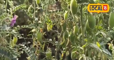 फली छेदक कीट चने की फसल के लिए खतरा है.