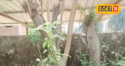 निर्गुंडी कई मर्ज में लाभकारी है.