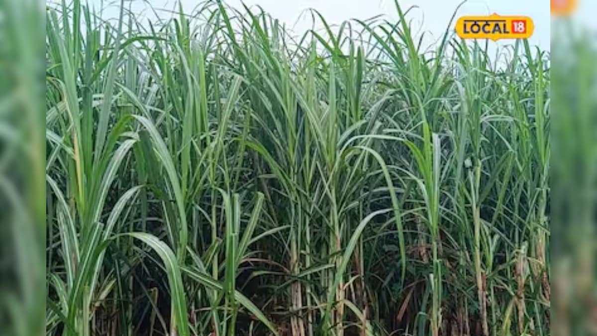 रसायन मुक्त गन्ने से बदली तकदीर, गोंडा के किसान ने 2 एकड़ में 3.5 लाख कमाया, जानें कैसे