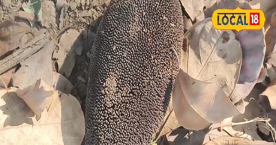 कटहल के पेड़ से नए फल गिरने से राहत मिलेगी.