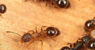 Temnothorax kinomurai रानी. (फोटो : K. Kinomura)