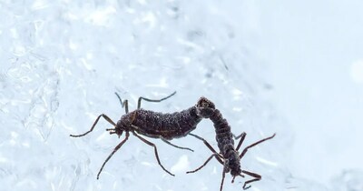 वयस्क अंटार्कटिक मिज. (फोटो: युता शिमिजु/ओसाका मेट्रोपॉलिटन यूनिवर्सिटी)