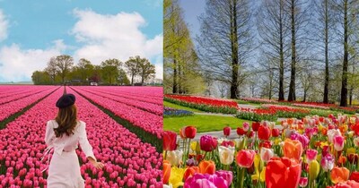 GK Quiz, General Knowledge, Trending news, Which country is known as the land of tulips: नीदरलैंड को कहते हैं लैंड ऑफ ट्यूलिप्स.