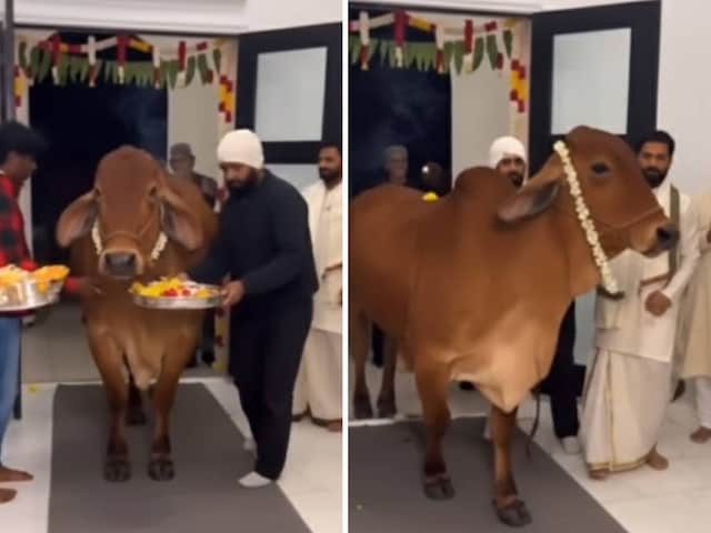 Clash over mother cow: Why did the cow come to the house, the white people are after the Indians; got the answer