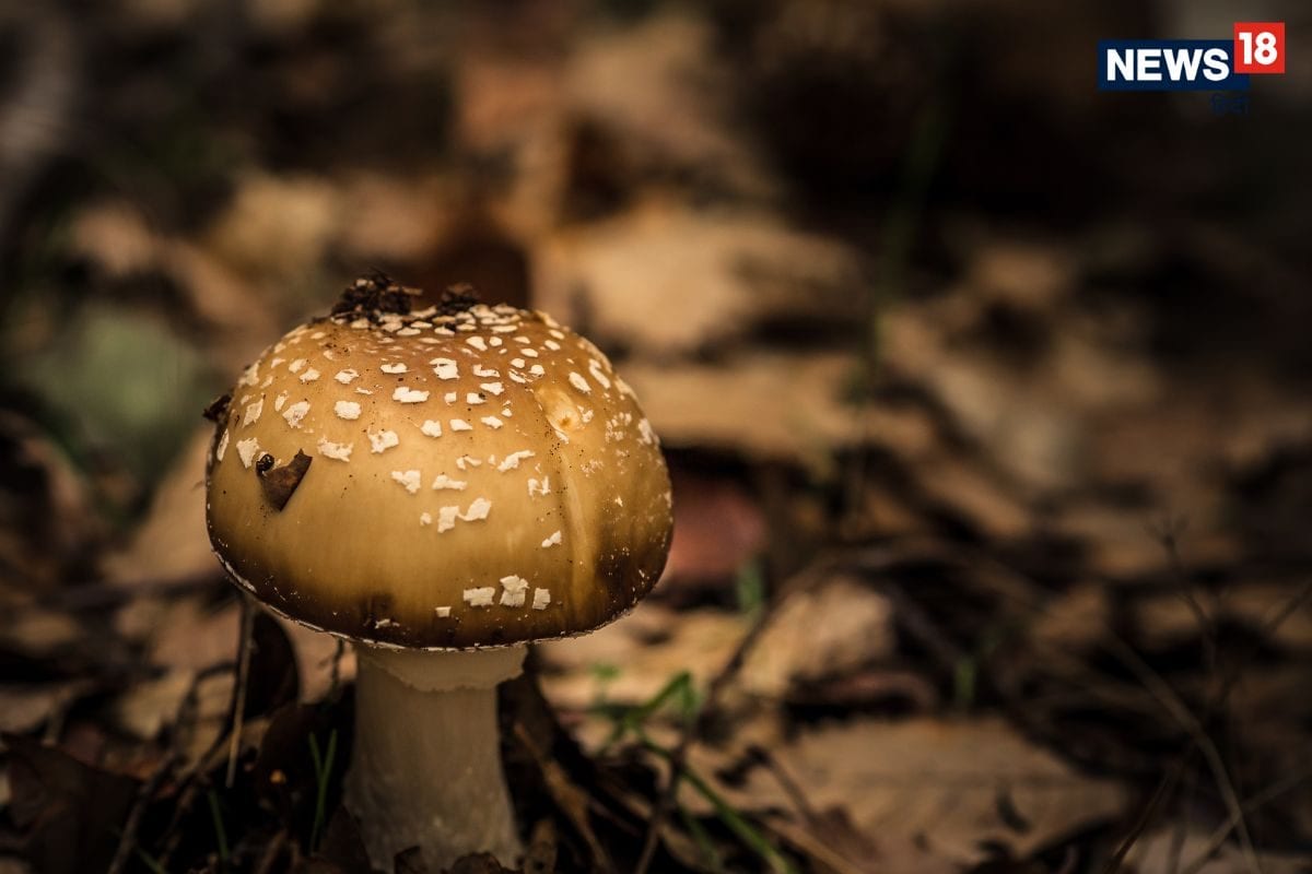 डेथ कैप मशरूम से अमेरिका में फैली खतरनाक बीमारी, लिवर ट्रांसप्लांट कराने तक की आई नौबत, जानिए हमारे देश में कितना खतरा