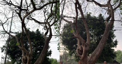 यूनिवर्सिटी की जर्जर दीवार को शख्स ने बनाया खूबसूरत आर्ट स्पॉट( फोटो:Instagram- @bhejal__)