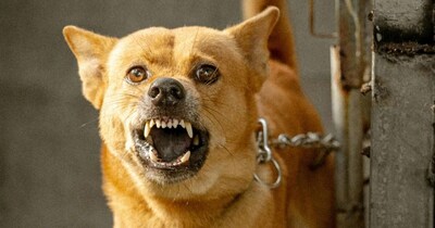 डॉग बाइट.