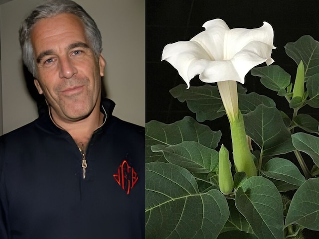 A flower that makes people forget everything, Epstein had made a garden on the island