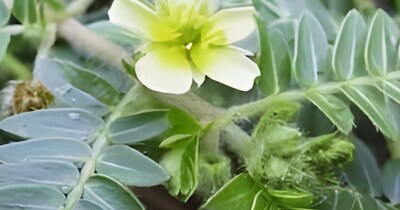 गोखरू के फायदे. 