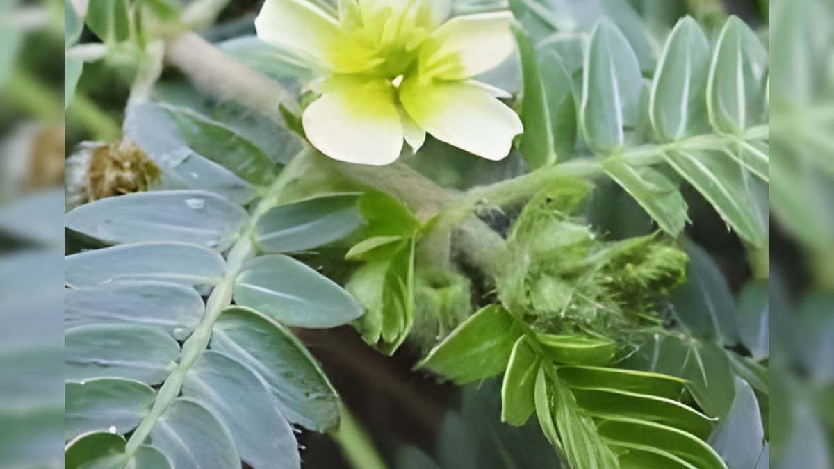 बिना ऑपरेशन बाहर निकल जाएगी पथरी! बड़े काम की है यह आयुर्वेदिक औषधि, हार्ट और पाचन के लिए भी है वरदान