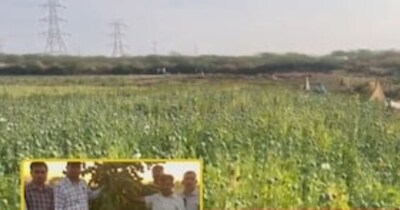 गुजरात में खेती की आड़ में ड्रग्स का धंधा, कच्छ और राजकोट से 4 गिरफ्तार.
