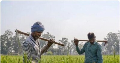 इन उपायों से चूहे खेतों में नहीं आएंगे. (फाइल फोटो)