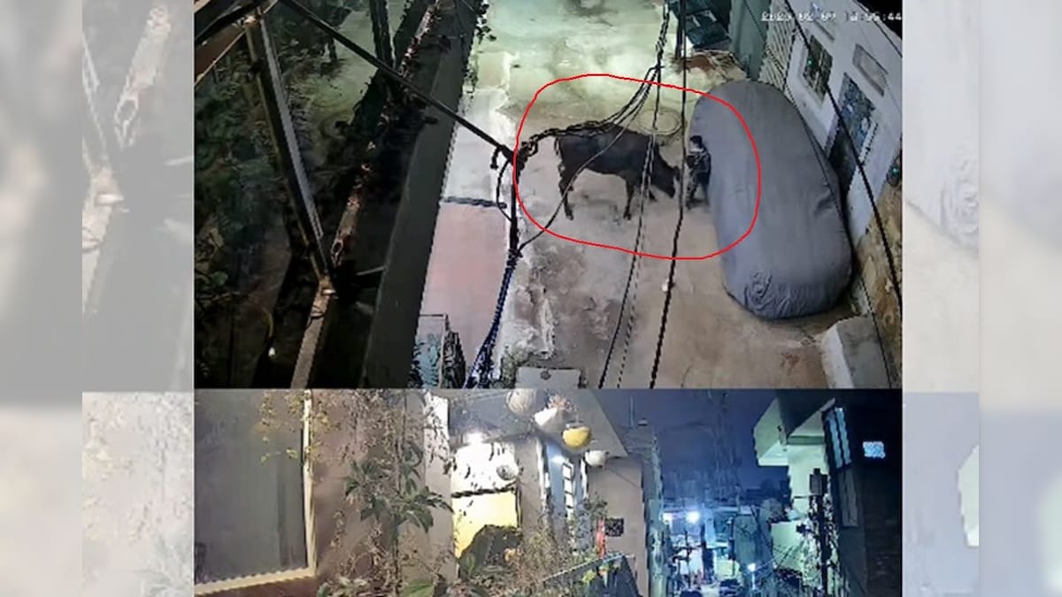 7 साल के बच्चे पर टूट पड़ी काली गाय, तब तक मारती रही, जब तक… रोंगटे खड़े कर देगा VIDEO