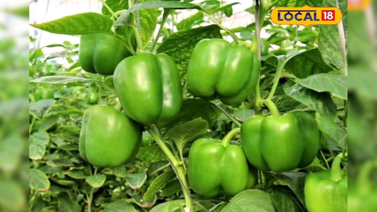 कम लागत में बेहतर मुनाफा! किसान ने लगाया शिमला मिर्च, सिर्फ खेती से कमा रहा लाखों