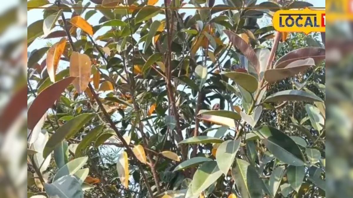 Video: बिहार में अब खेतों में उगेगा 'सफेद सोना', एक एकड़ से होगी लाखों की कमाई