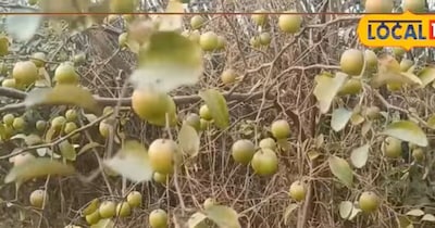 औरंगाबाद के किसान ने 2 बीघे में उगाया 'बाल सुंदरी', सालाना ₹3.5 लाख का मुनाफा.