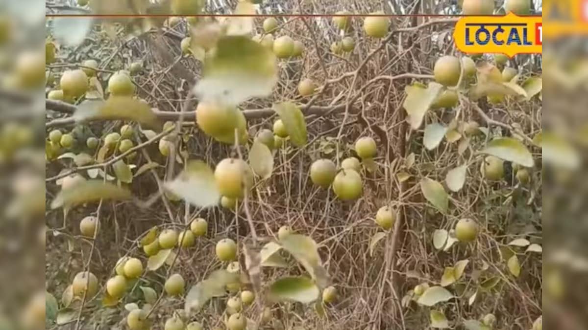 Video: औरंगाबाद के किसान ने 2 बीघे में उगाया 'बाल सुंदरी', सालाना ₹3.5 लाख का मुनाफा